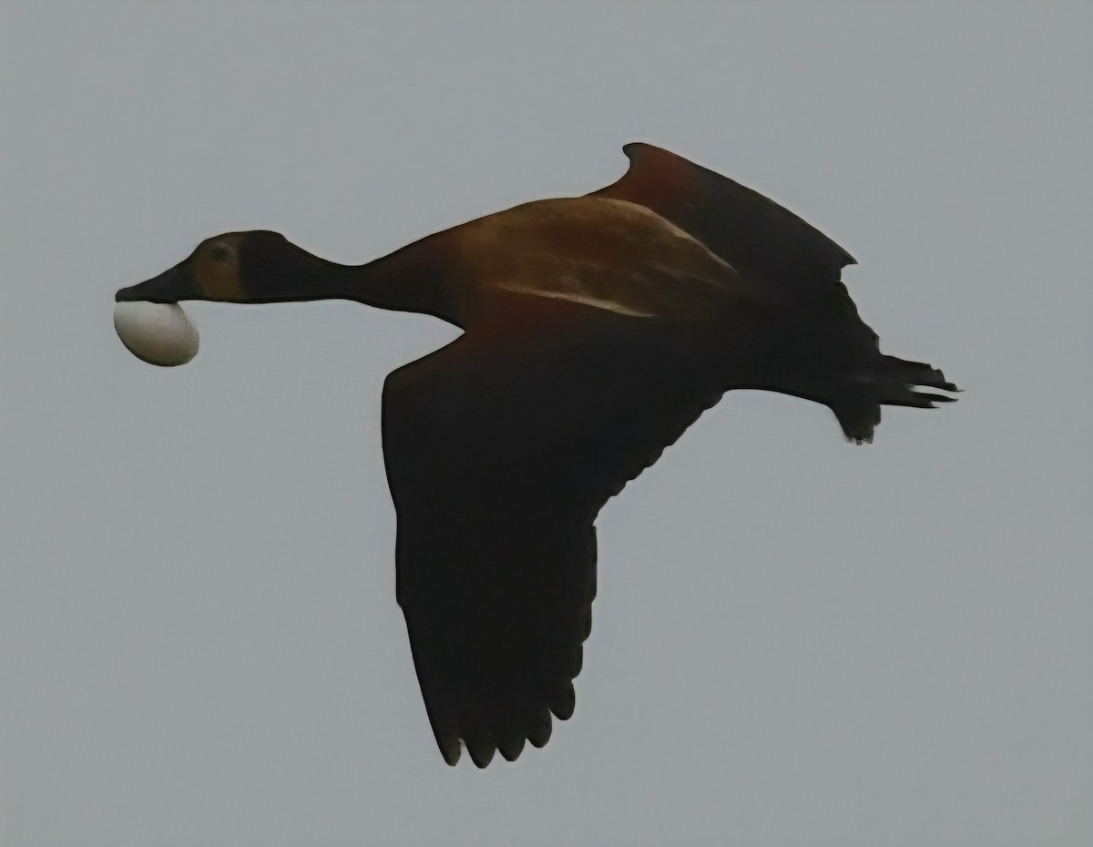 White-faced Whistling-Duck - ML646044164