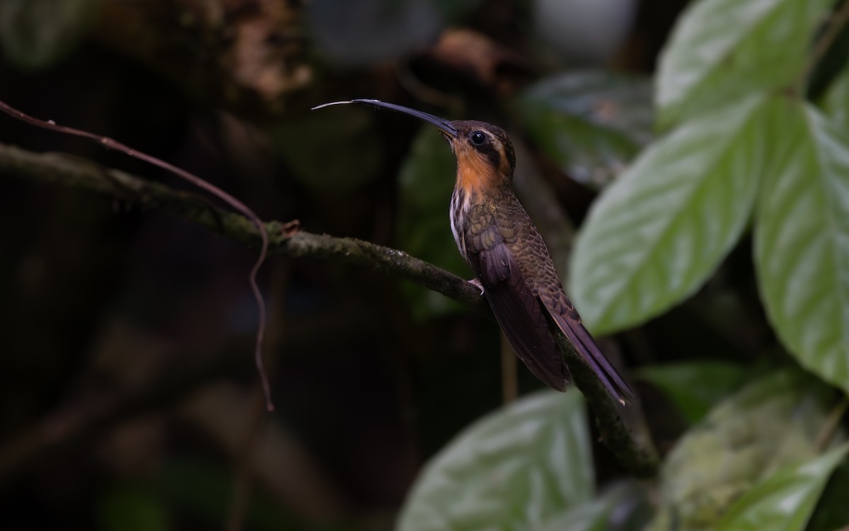 ノコハシハチドリ - ML646044168