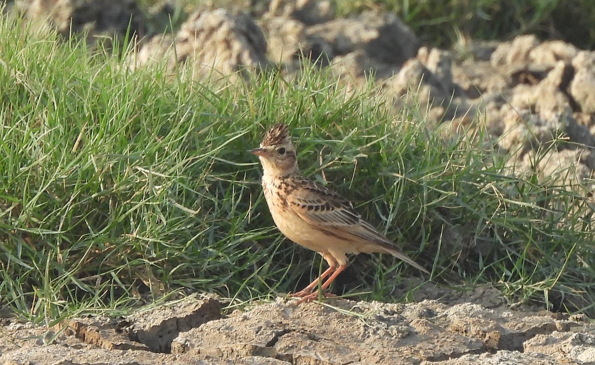 skřivan východní - ML646044169