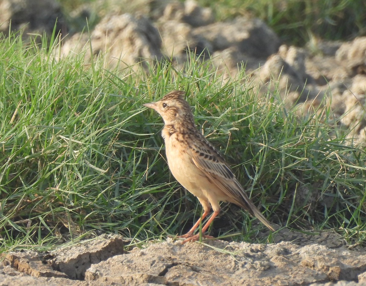 skřivan východní - ML646044170
