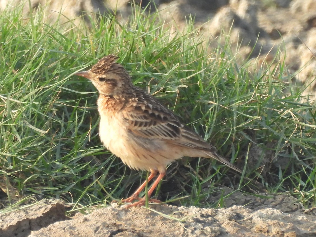 skřivan východní - ML646044171