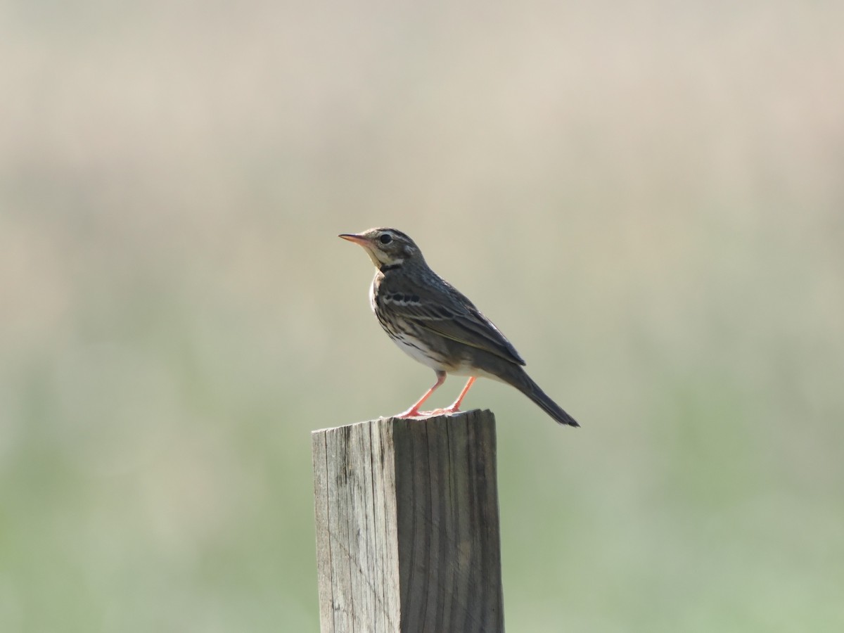 linduška olivová - ML646044174