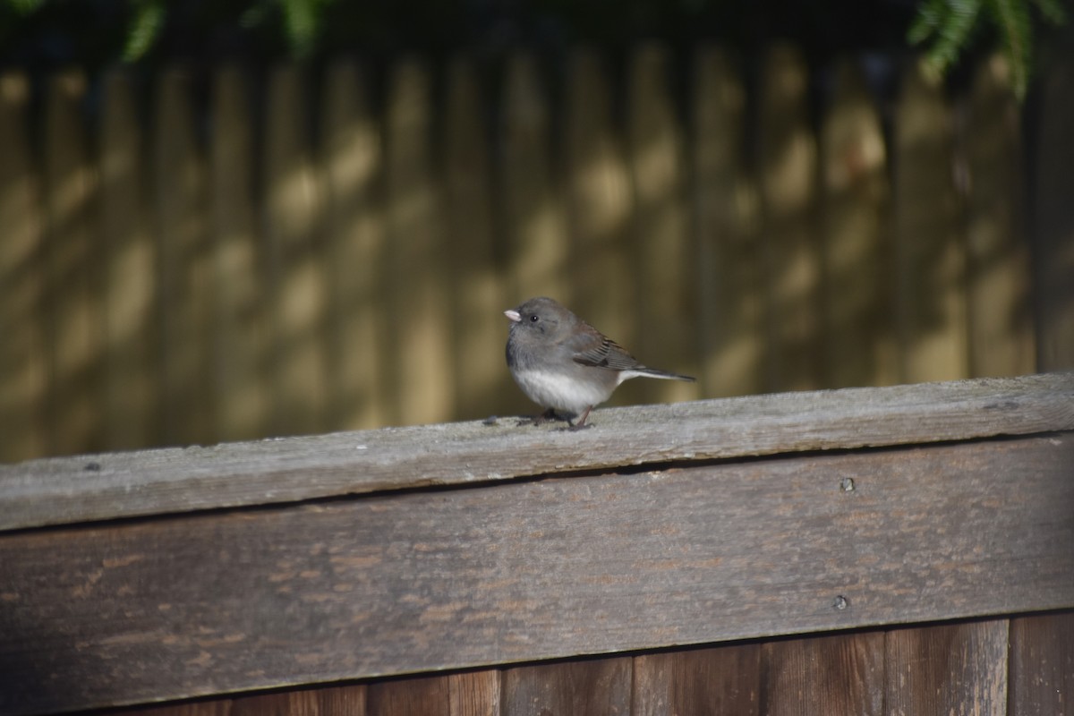 Dark-eyed Junco - ML646044176