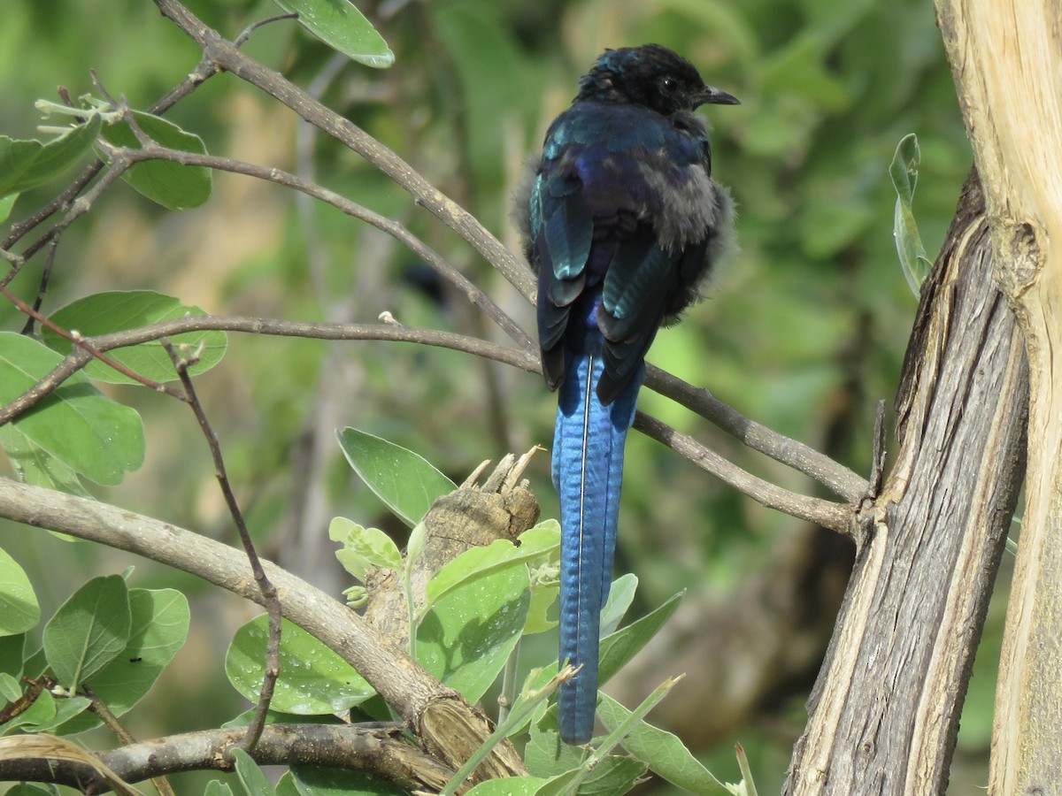 シマオオナガテリムク - ML646044178