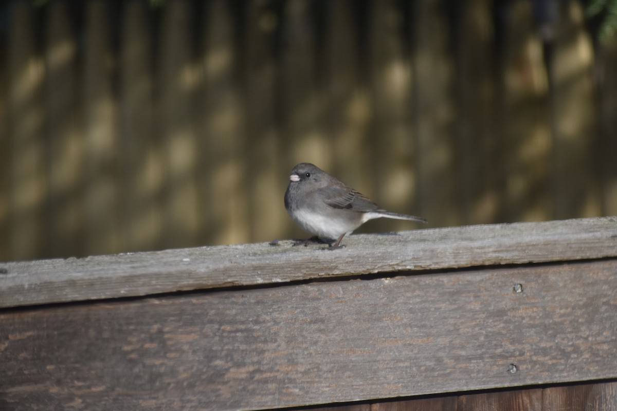 Dark-eyed Junco - ML646044180