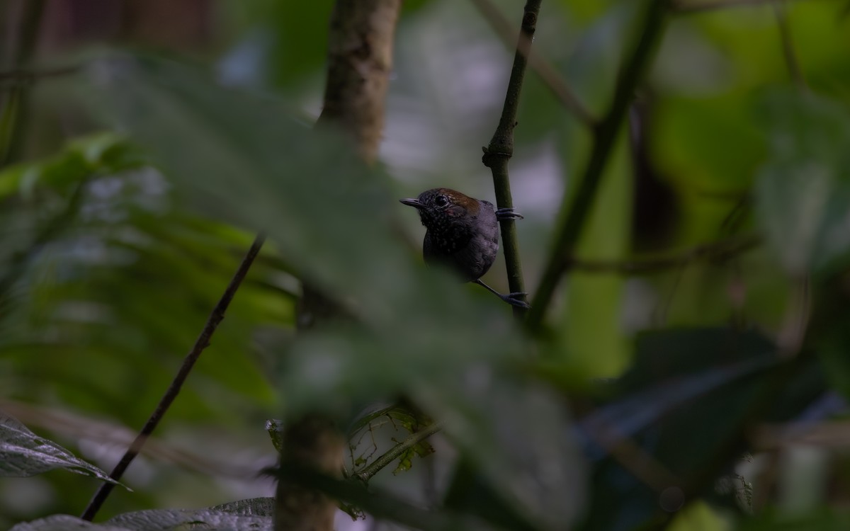 ホシムネヒメアリサザイ - ML646044181