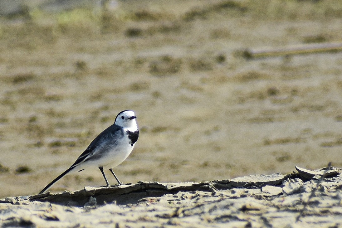 Белая трясогузка - ML646044182