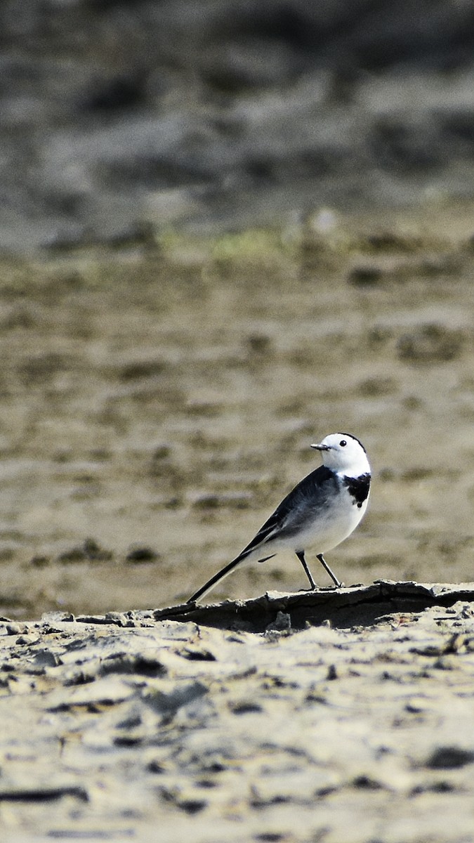 Белая трясогузка - ML646044183