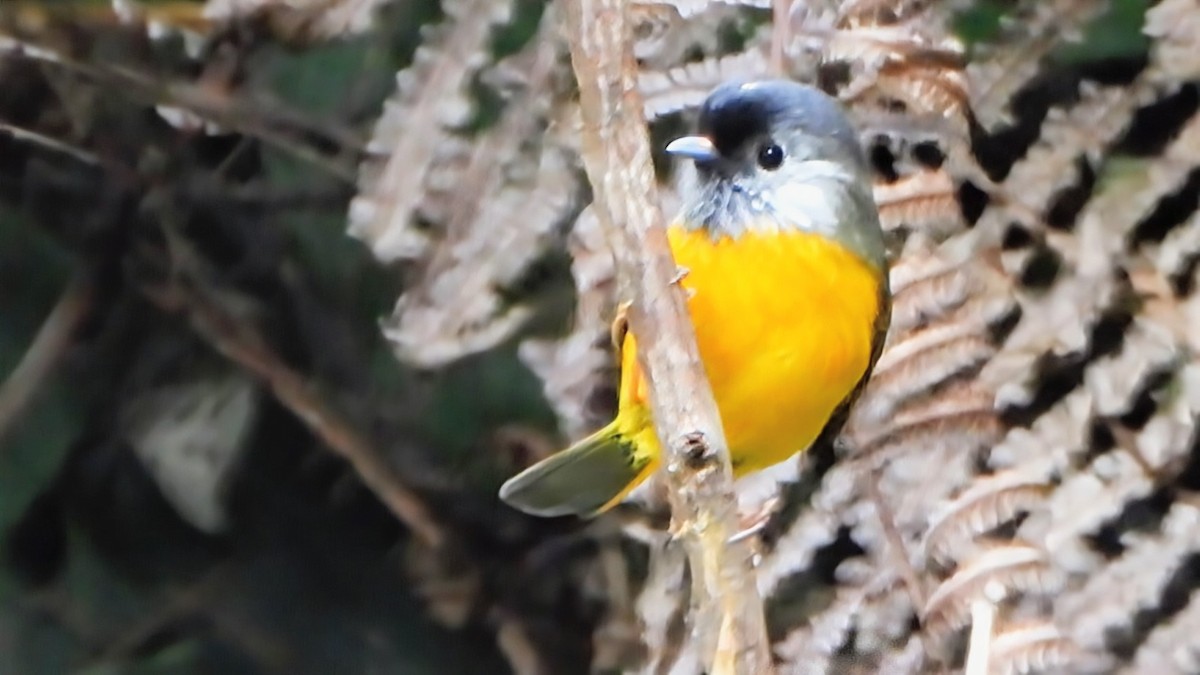Golden-breasted Fulvetta - ML646044184