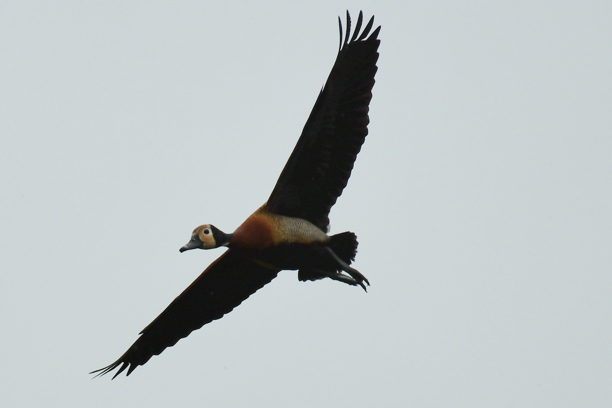 White-faced Whistling-Duck - ML646044185