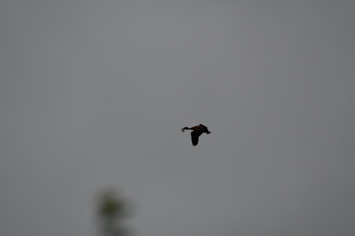 シロガオリュウキュウガモ - ML646044186