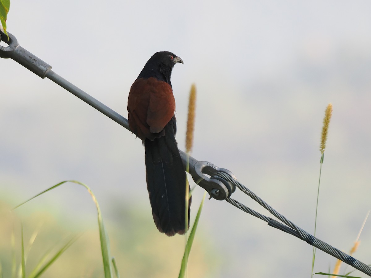 オオバンケン - ML646044187