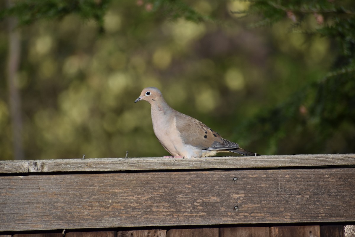 ナゲキバト - ML646044188