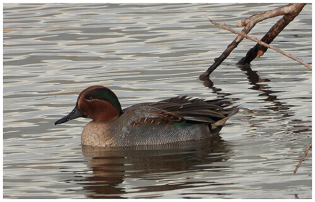 コガモ - ML646044189