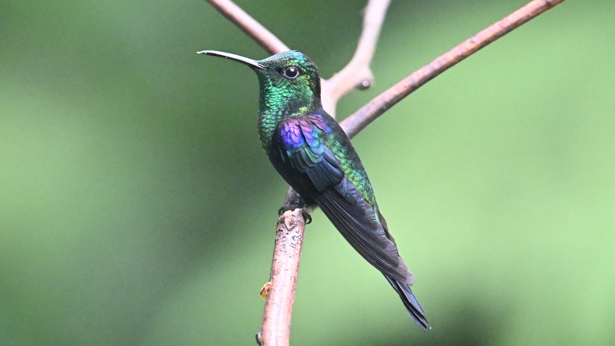 Crowned Woodnymph (Green-crowned) - ML646044190