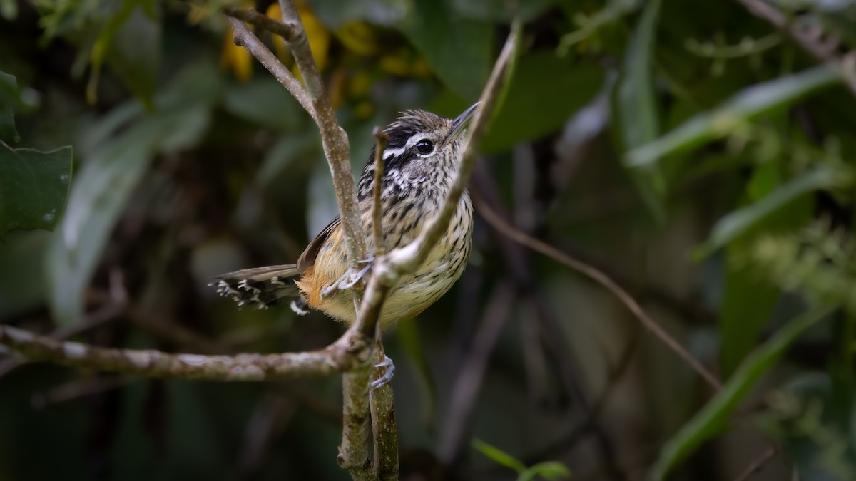 Ochre-rumped Antbird - ML646044192