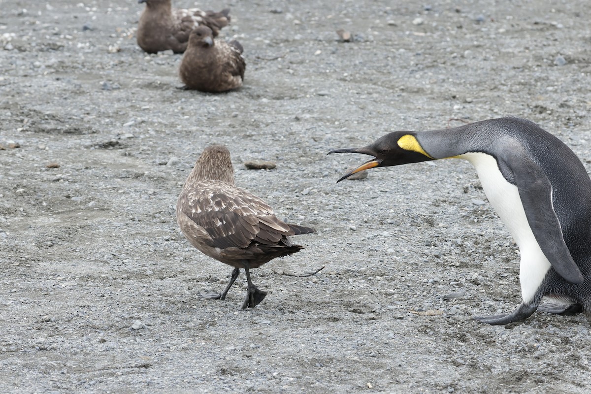 ミナミオオトウゾクカモメ - ML646044193