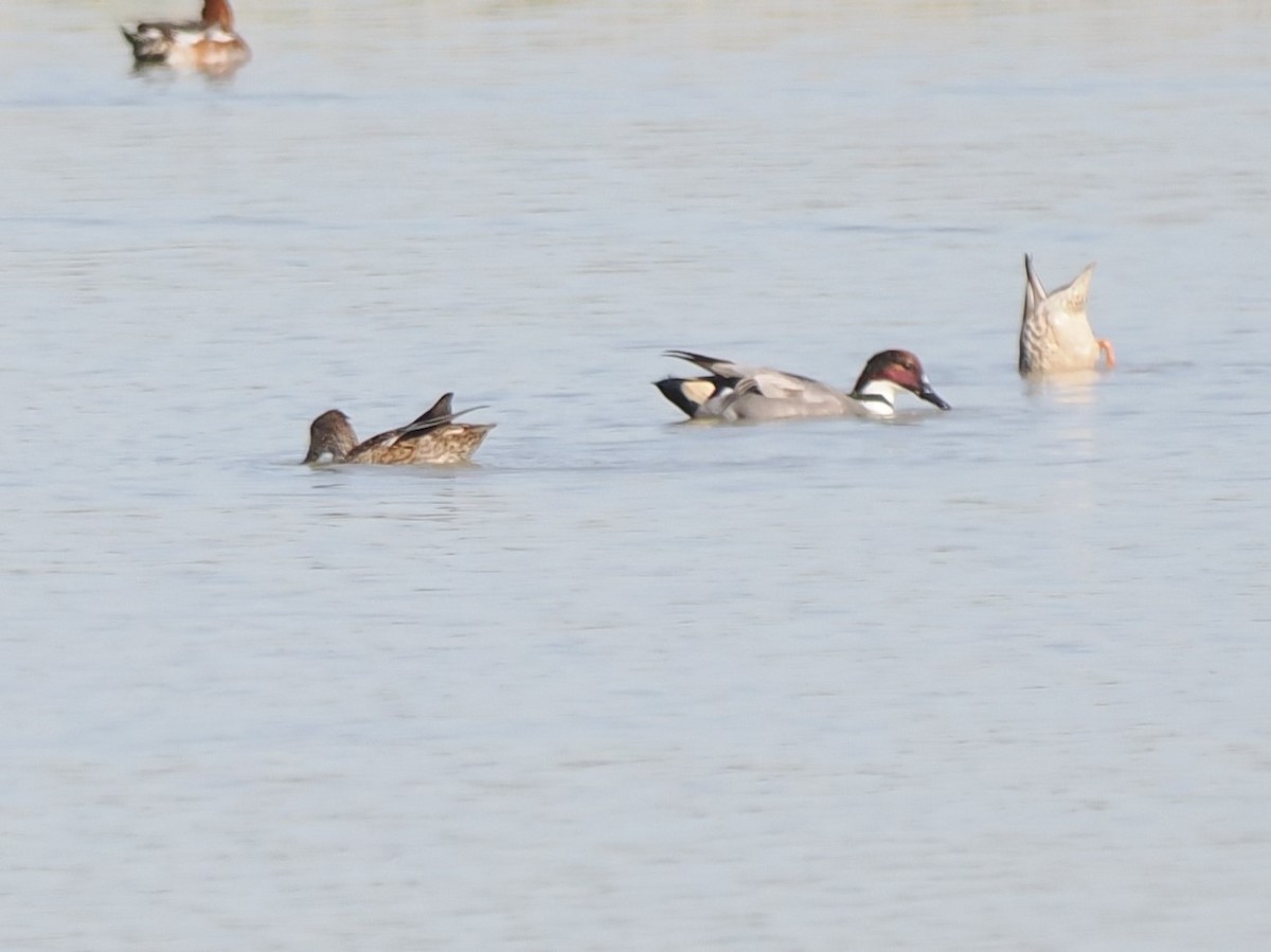 ヨシガモ - ML646044194