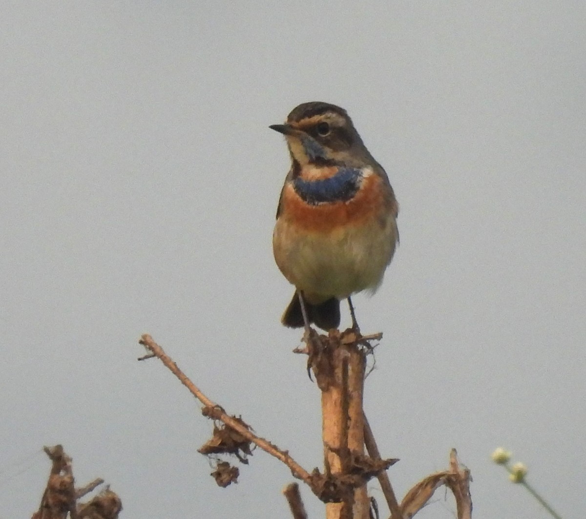 slavík modráček - ML646044195