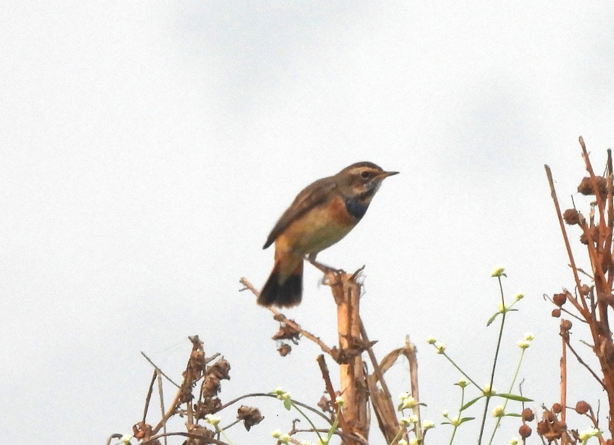 slavík modráček - ML646044196