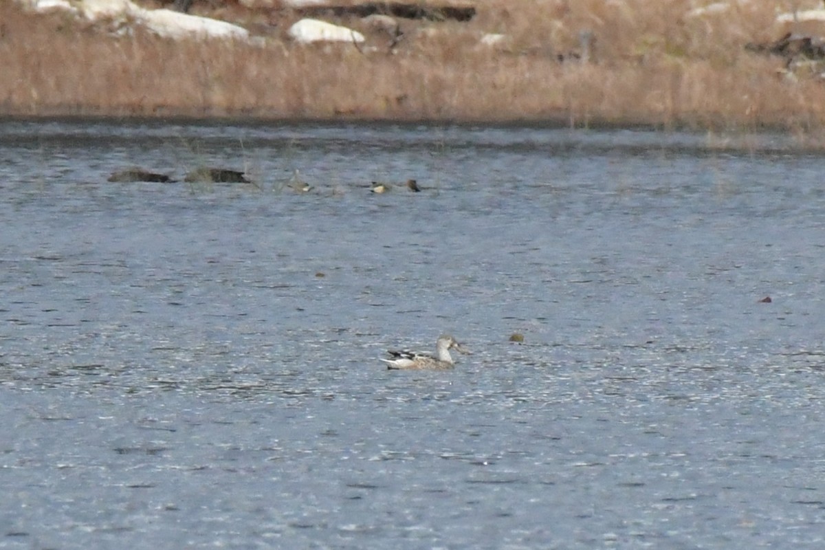 ハシビロガモ - ML646044198