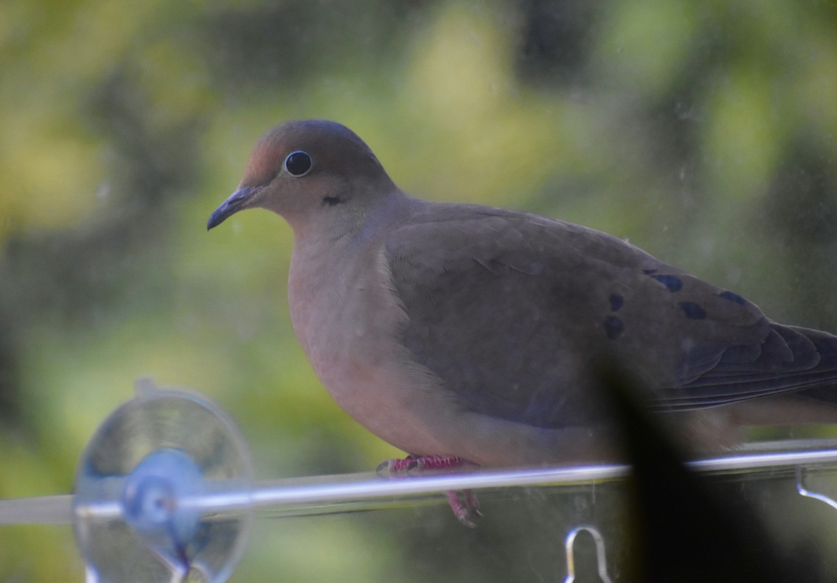 ナゲキバト - ML646044200