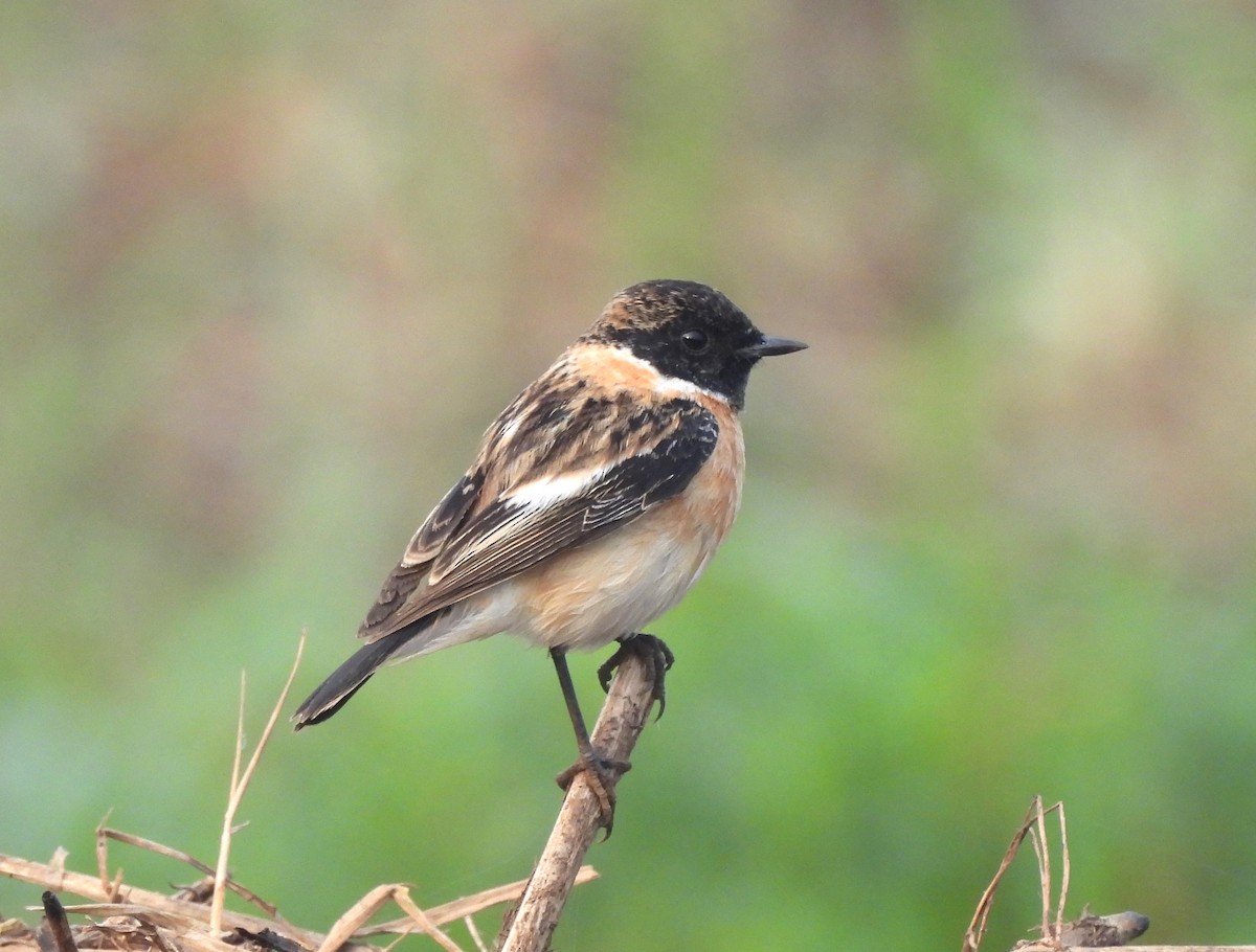 bramborníček sibiřský - ML646044201