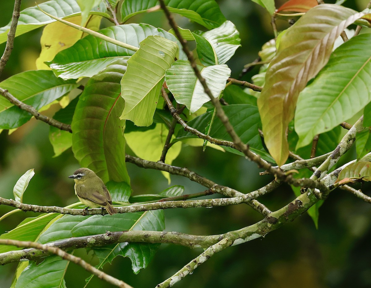 チャズキンコタイランチョウ - ML646044202