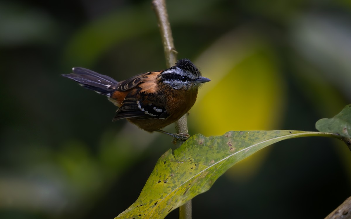 Ferruginous Antbird - ML646044203