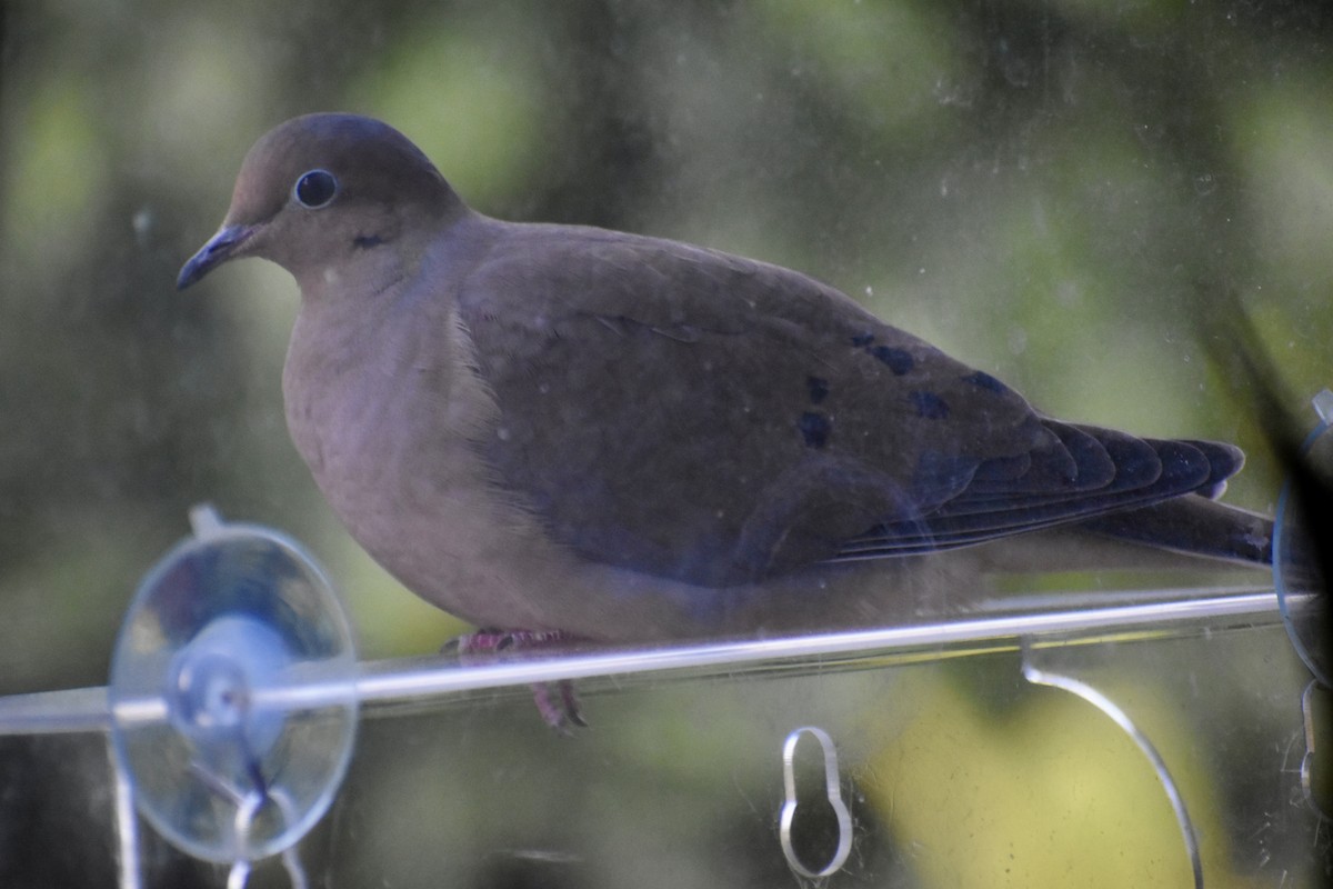 ナゲキバト - ML646044204