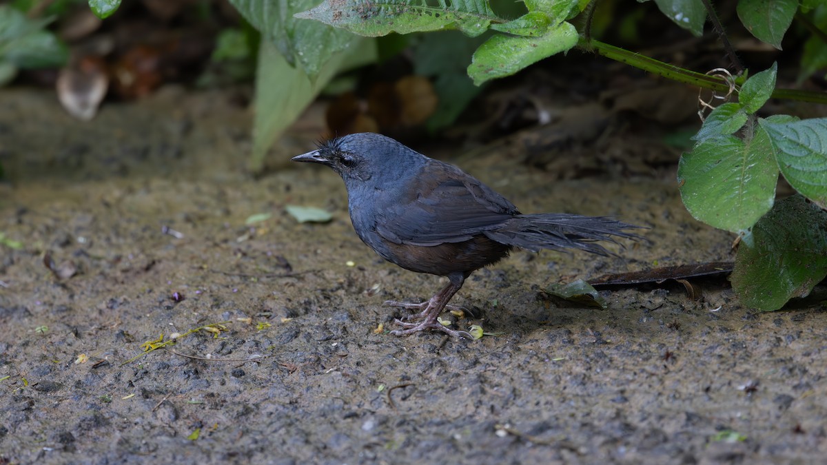 Сизый щетинколоб - ML646044206