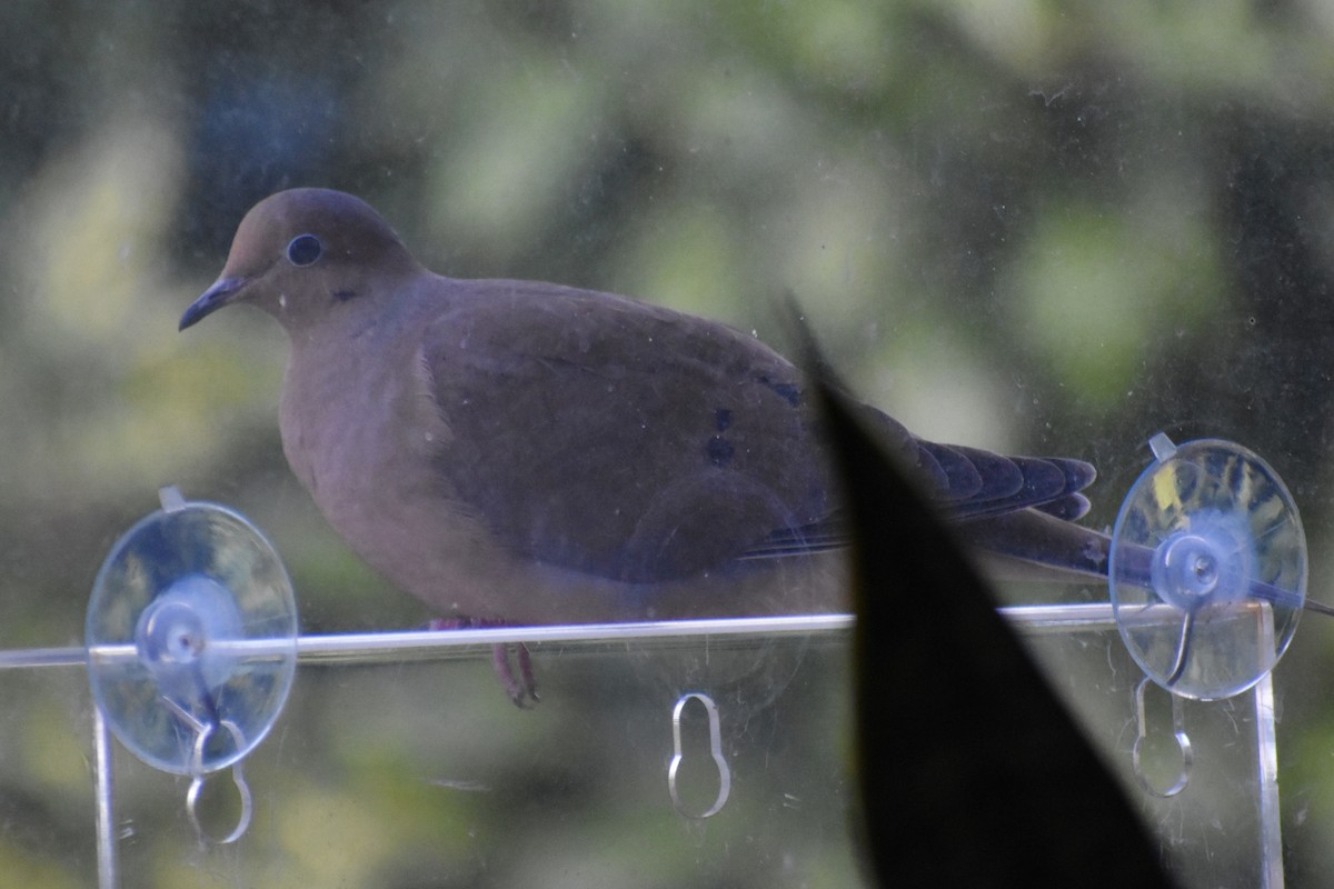 ナゲキバト - ML646044207