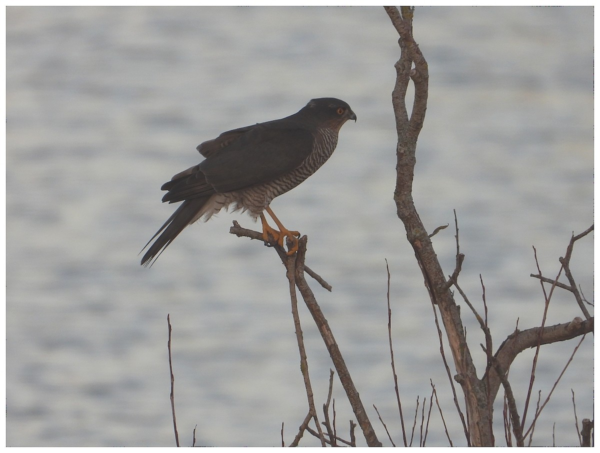 ハイタカ - ML646044208