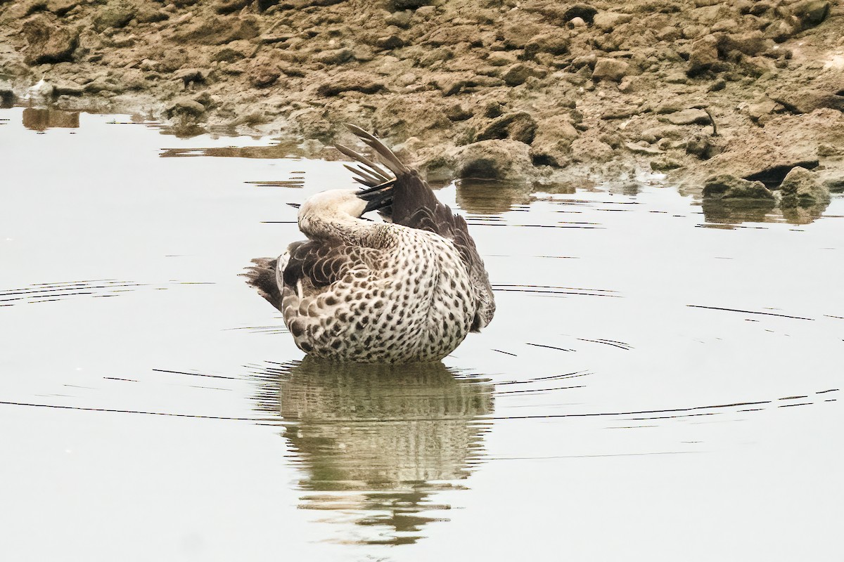 アカボシカルガモ - ML646044209