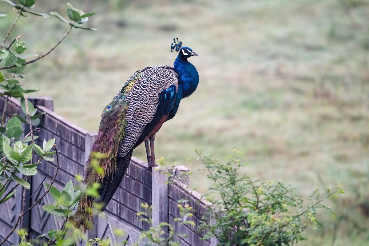 インドクジャク - ML646044210