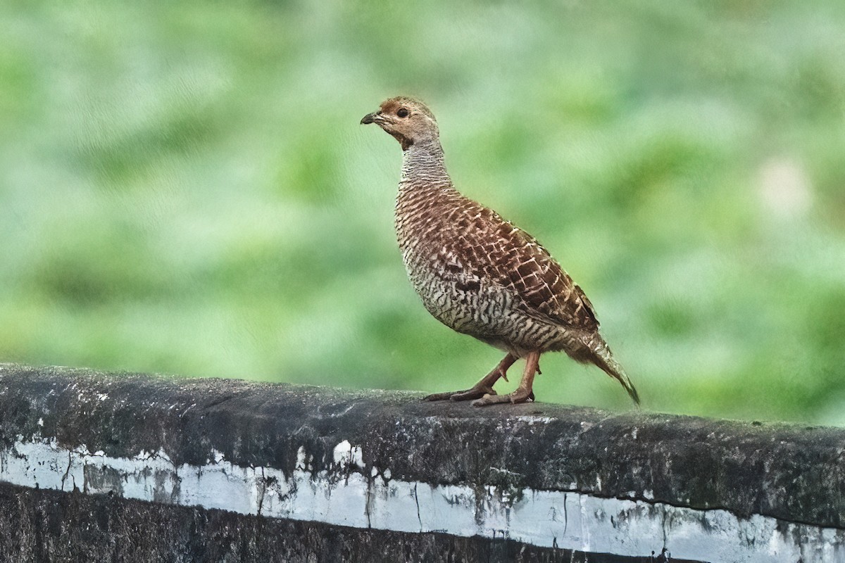 シマシャコ - ML646044212