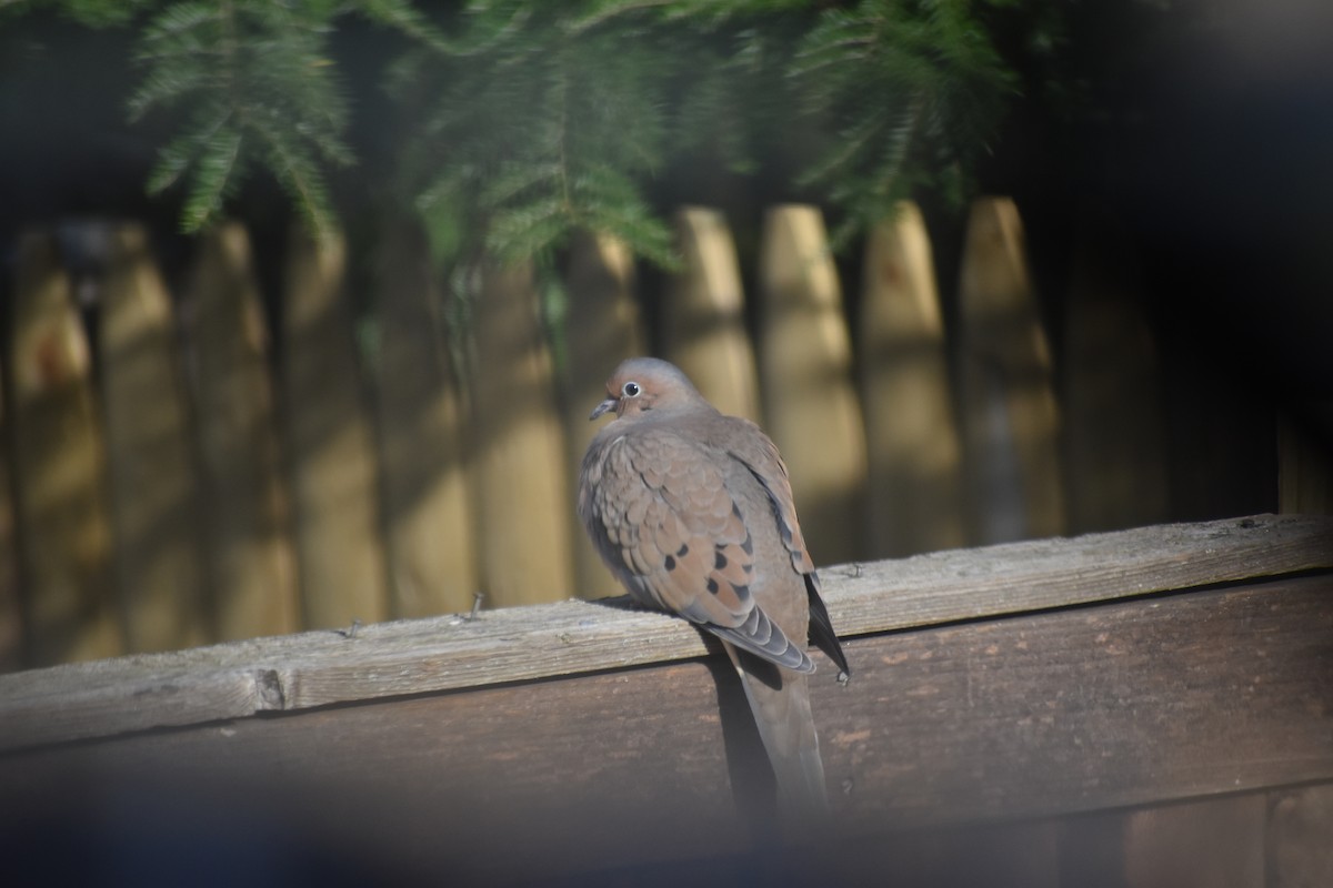 ナゲキバト - ML646044213