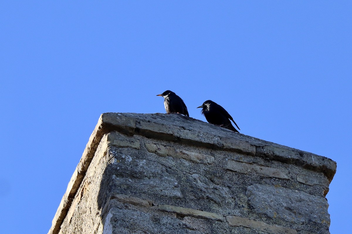 ムジホシムクドリ - ML646044214