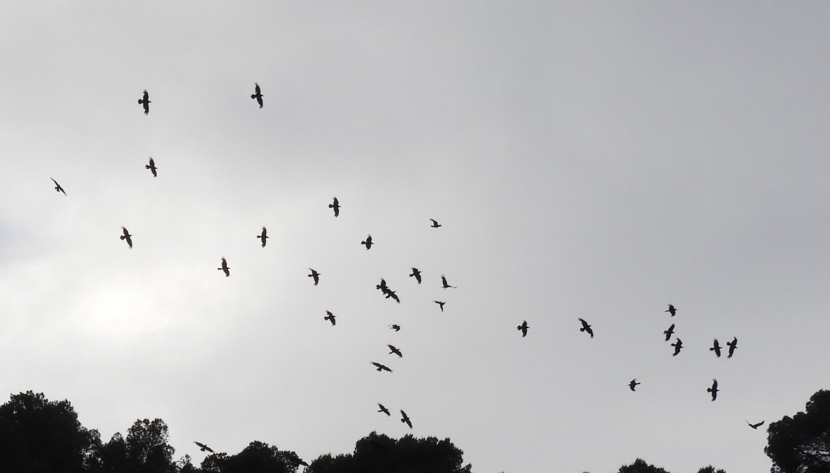 ワタリガラス - ML646044215