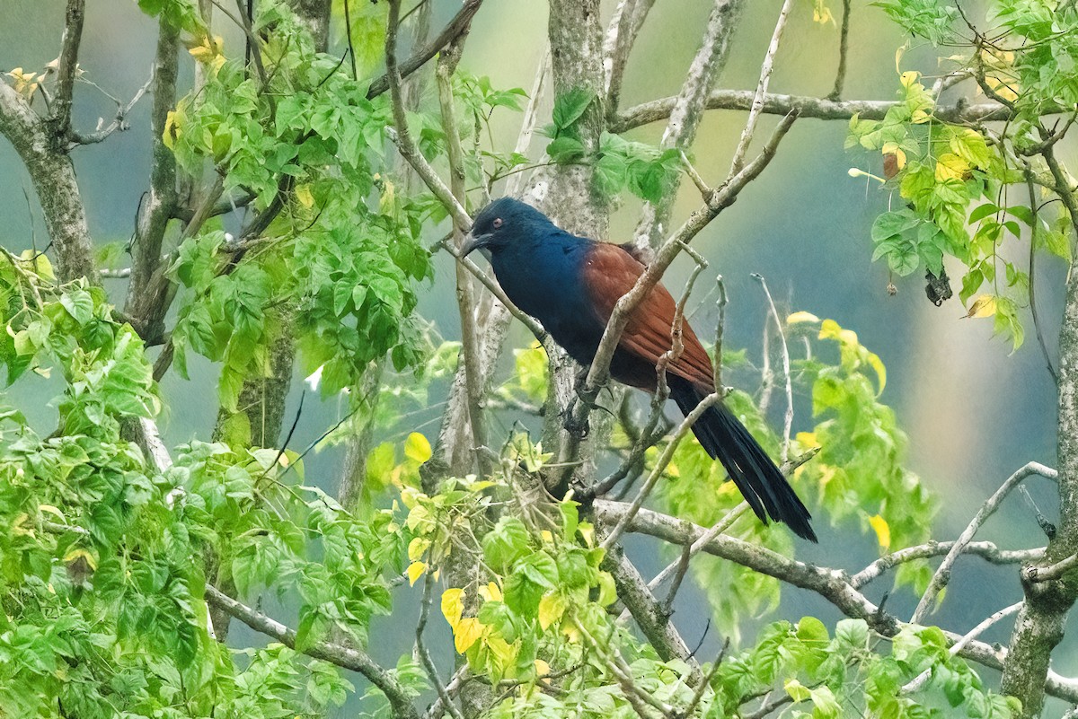 オオバンケン - ML646044216