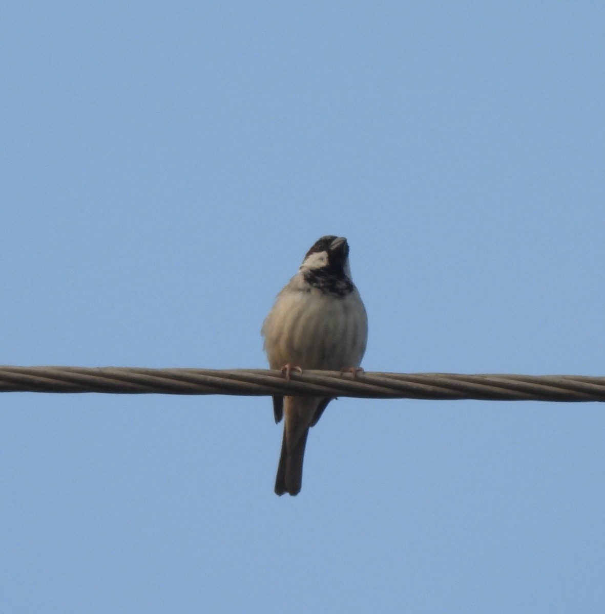 vrabec domácí - ML646044217