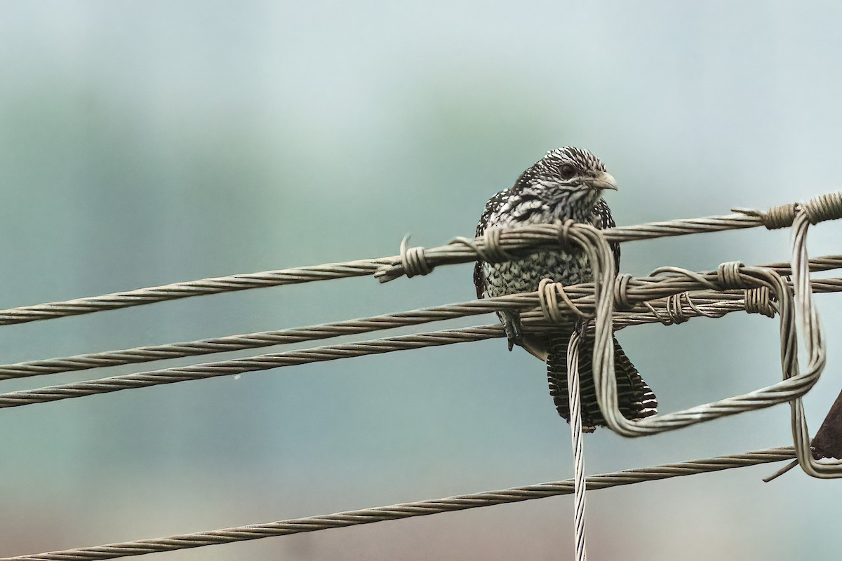 オニカッコウ - ML646044218