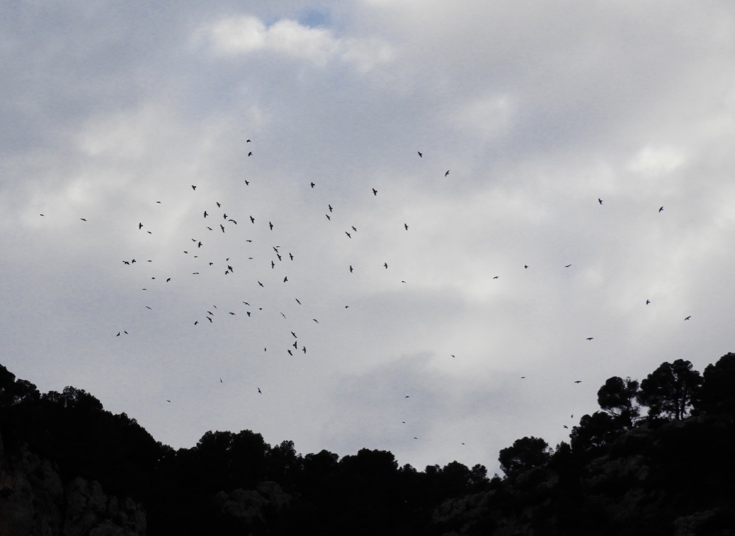 ワタリガラス - ML646044219