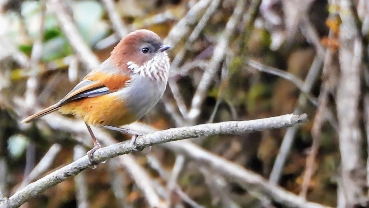 Brown-throated Fulvetta - ML646044222