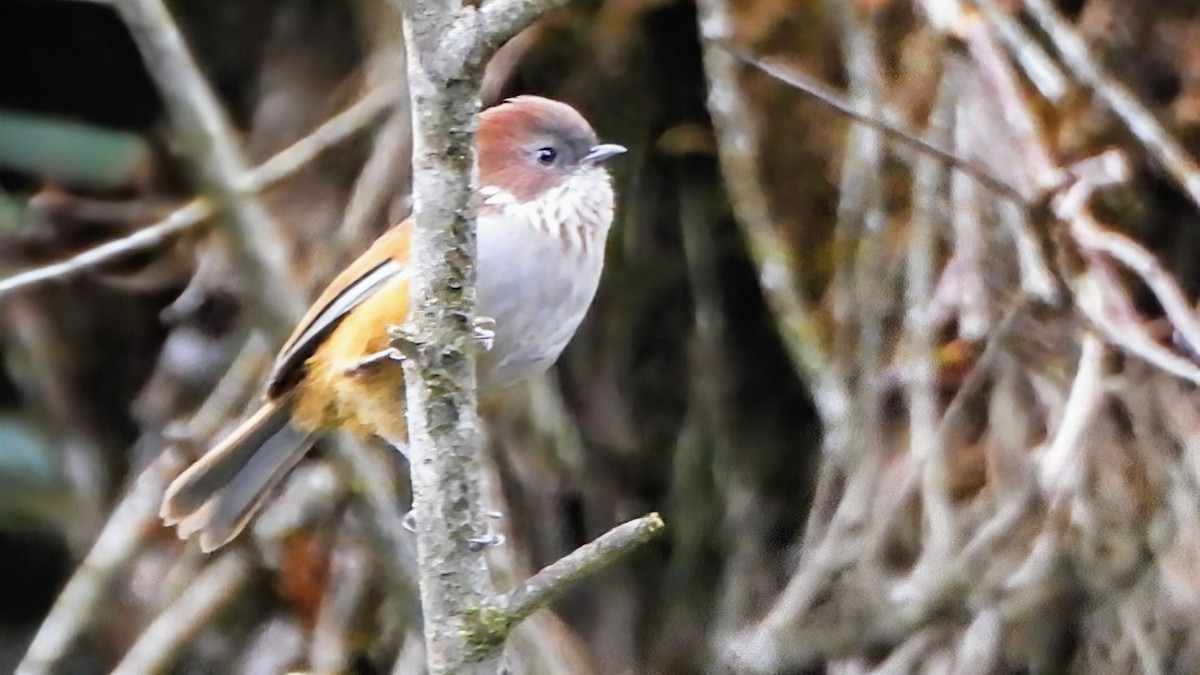 Фульвета бутанська - ML646044223