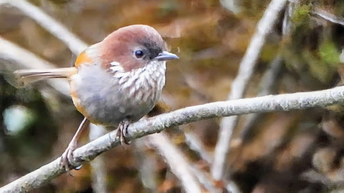 Brown-throated Fulvetta - ML646044224