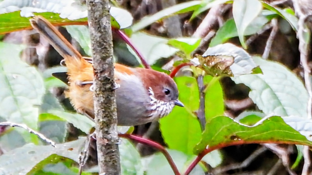 Brown-throated Fulvetta - ML646044225