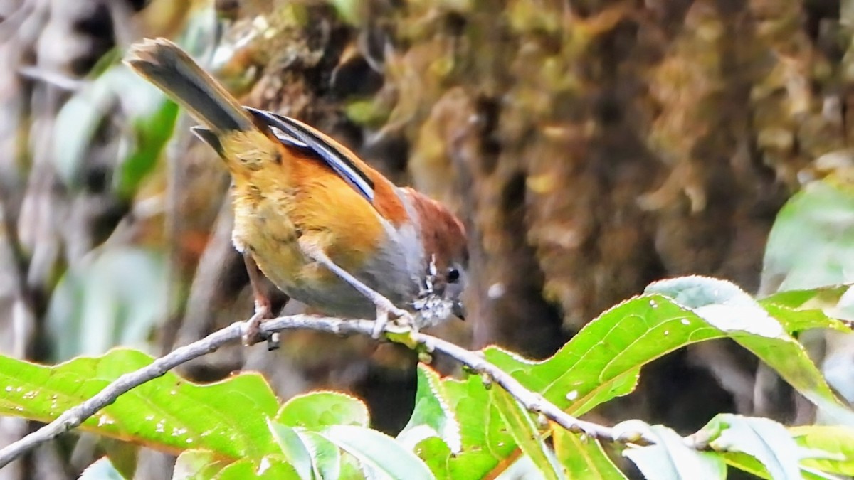 Brown-throated Fulvetta - ML646044226