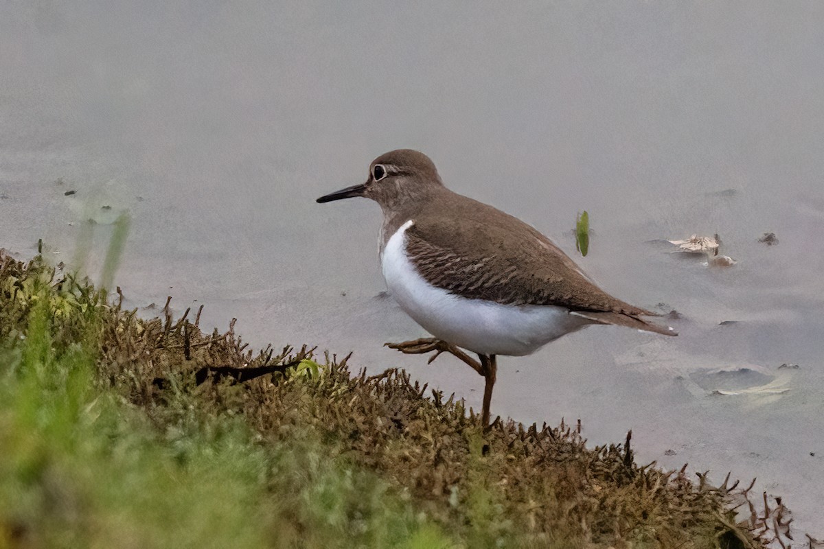 Common Sandpiper - ML646044227