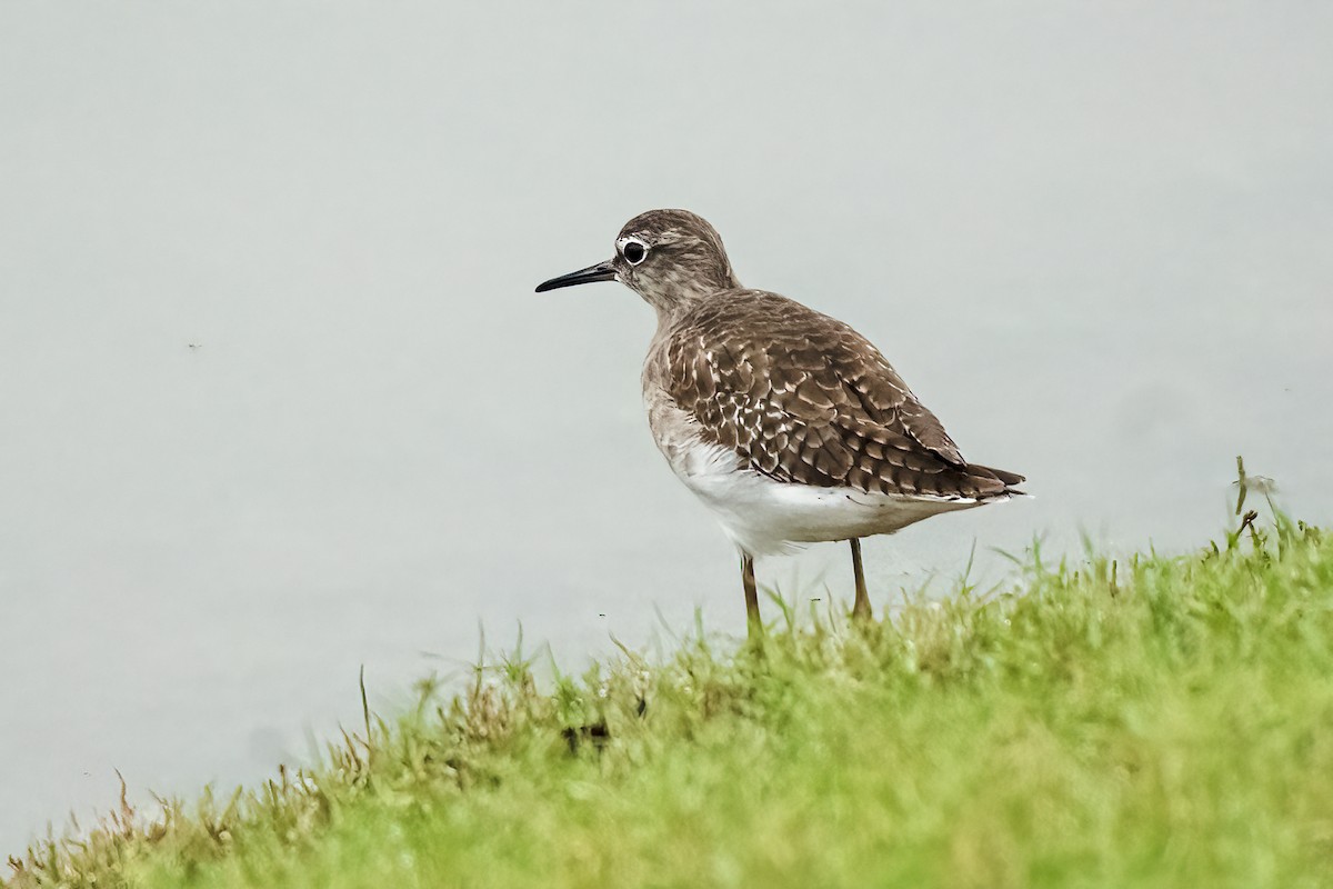 Wood Sandpiper - ML646044228